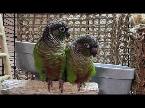 7 hours of conure parakeet sounds for relaxation