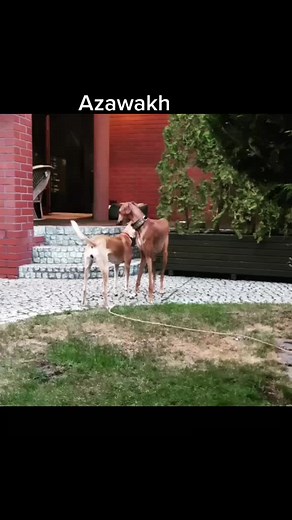 #azawakh #africandog #menegee #inaya #melechhaolam #azawakhs #azawakhsofinstagram #azawakhpuppy #saluki #italiangreyhound #doggy #puppy #catvideo