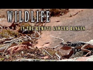 An epic South Australian journey with the elusive creatures of the Gawler Ranges.