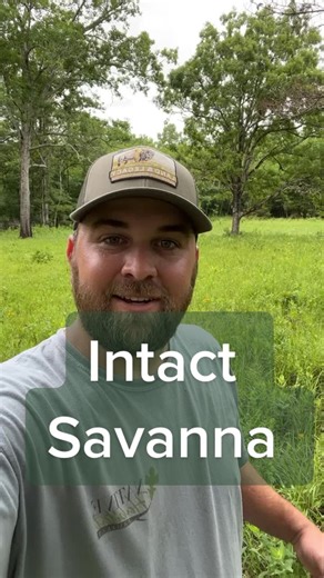 Black Belt Prairie: A Pristine Southeastern Savanna