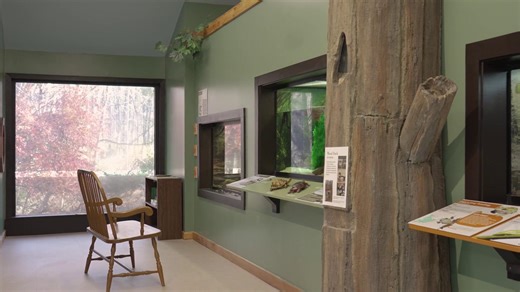 At Battle Creek Cypress Swamp Sanctuary, nature thrives as it has for centuries. From towering bald cypress trees to diverse wildlife, this place tells the story of natural beauty, history and environmental stewardship. This 100-acre sanctuary protects one of the northernmost bald cypress swamps in the United States, offering a rare glimpse into a unique ecosystem. These ancient trees are the last surviving members of a group that once thrived across North America and Europe. Learn more online a