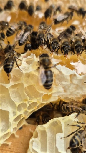 Up Close With Bees on the Honeycomb having a feast 🍯🐝