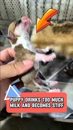 The puppy drinks too much milk, which causes stiffness all over the body.