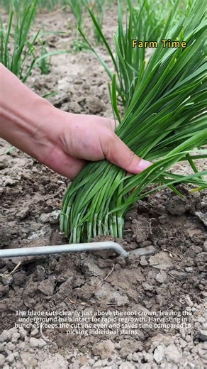 Harvesting chives the traditional way | Grab, cut, bundle🟢