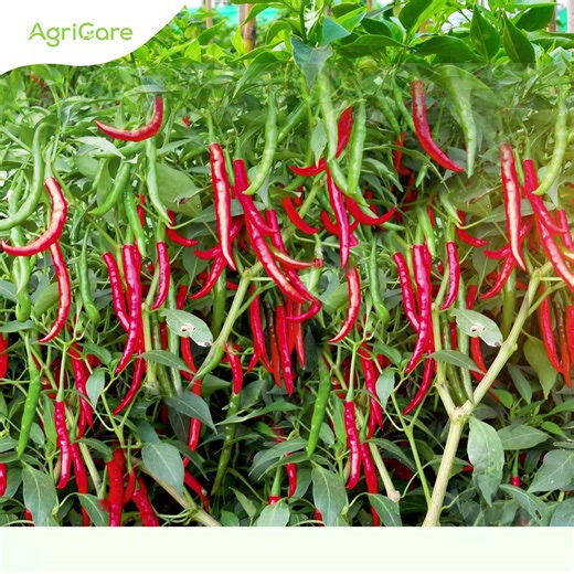 2.6K views · 14 reactions | 퐌퐚퐱퐢퐦퐢퐳퐞 퐘퐨퐮퐫 퐖퐞퐚퐥퐭퐡 퐰퐢퐭퐡 퐒퐢퐦퐩퐥퐞...