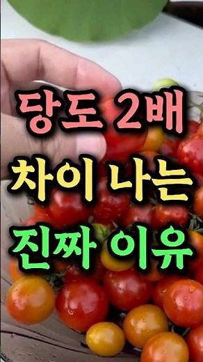 올해 당도높은 토마토 키우는 방법 #텃밭 #토마토재배 #토마토키우기
