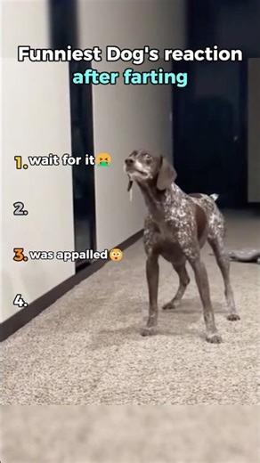 Ranking hilarious Dogs reaction after farting