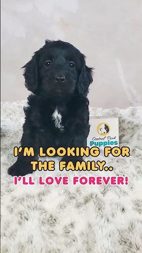 Meet Sasha❤️ A beautiful F1B Cockapoo with a loving heart and playful spirit