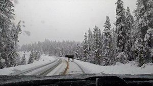 56K views · 847 reactions | Snowy scenes from Jasper, Alberta are giving us all the 'moose' bumps thinking about the upcoming change of seasons ❄️ #ShareYourWeather #PressPaws : Mark Jinks Photography Watch more wildlife video in our Gallery: https://bit.ly/39wrp7k | The Weather Network | Facebook