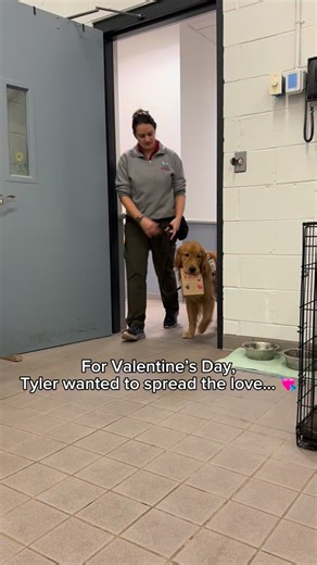 Tyler took Valentine’s Day into his own paws, delivering hearts filled with treats to a few friends. Sweet, simple, and straight from the heart. Happy Valentine’s Day!❤️🐕‍🦺 | America's VetDogs