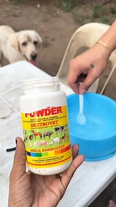🟡 Dextrose Powder – Fast energy for pets in 5 minutes! Are your livestock and poultry tired, anorexic, or dehydrated due to the weather? 👉 Simply mix 1-2 teaspoons into their drinking water for instant absorption! ✔ Rapid energy boost ✔ Rehydrates and restores electrolytes ✔ Supports digestion and prevents hypoglycemia Suitable for: Chickens, ducks, pigs, dogs, cats… 🔥 Authentic product – great price – fast delivery! BUY NOW: https://www.goldenstore247.online/chomeongon | Poultry & Livestock 