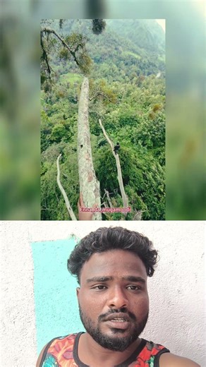 உயரமான மரத்தின் உச்சியில் ஒரு திகில் பயணம்! 🧗‍♂️ Extreme Tree Climbing #Nature #Adventure