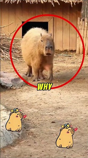“Why Does Nothing Attack This Animal?”