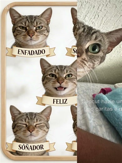 Mini michi #parati #cat