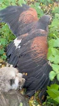 Rabbit catch for Harris hawk #falconry #hunting #birds #birdsofprey #harrishawk