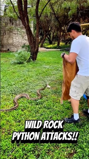 Wild African Rock Python Attacks! #python #snake #reptiles #wildlife