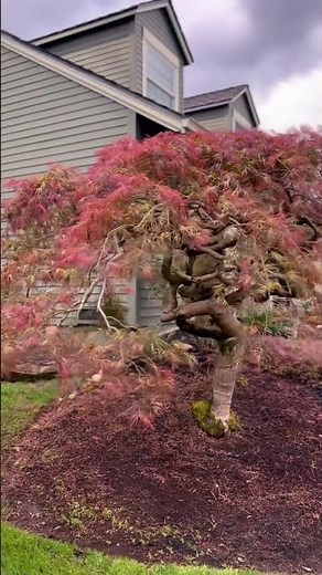 Large Lace leaf japanese maple pruning in May- Bellevue, WA