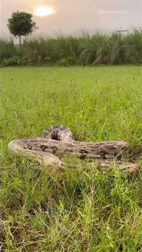 This python attacks aggressively