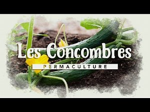 Everything you need to know about growing cucumbers!!! #permaculture
