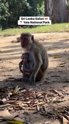 8.3K views · 11 reactions | Discover the untamed beauty of Sri Lanka at Yala National Park – where the wild comes alive and every moment is an adventure. Share your must-see safari moments below or tell us: Which animal would you love to spot in the wild? #Safari #SafariAdventure #SriLanka #SriLankaTravel #SriLanka | Secret Escapes | Facebook