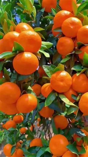 Laxmi ❤️ Krishna (@laxmikrishna29)’s videos with original sound - 👑Anu👑