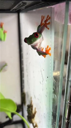 アカメアマガエル Agalychnis callidryas Red-eyed tree frog #shorts #shortsvideo