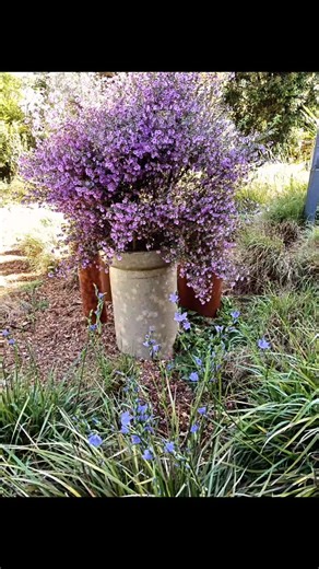 Spring is definitely in the air at Peppermint Ridge! We have a beautiful showcase of our native plants in full bloom with shades of purple, mauve and blue. A great time to visit the farm for a tour and taste lunch (December 7) or a Native Pantry cooking school (November 22 & February 14) and Sourdough bread making class (November 8). www.peppermintridgefarm.au | Peppermint Ridge Farm