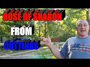 Rose of Sharon from Cutting