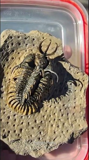 Walliserops hammi Trilobite Fossil 350M Years Old | Rare Devonian Arthropod