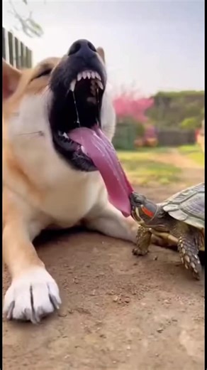 Funny Indian Memes and Comedy Highlights