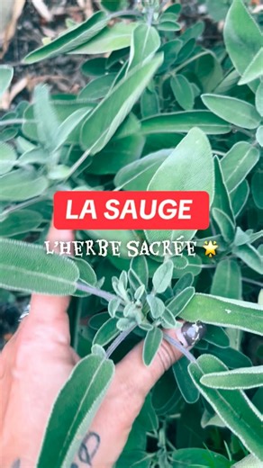 🍃🍃Connais tu toutes les vertus de la sauge ? Je t’explique en vidéo 🍃🍃#herboristerie #phytothérapie #plantesmedicinales #santenaturelle🌱 #astucesnaturelles #huilesessentielles #naturopathe | Naturo Life