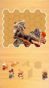 Jigsaw Puzzle Hexa – Free Hexagon Block Puzzle Brain Game Online