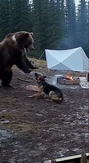Massive Bear Attacks Campsite Fearless Dog Fights Back