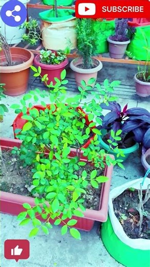 #relaxing terrace garden view#terracegarden#homegarden#garden‪@naturalenvironment331‬