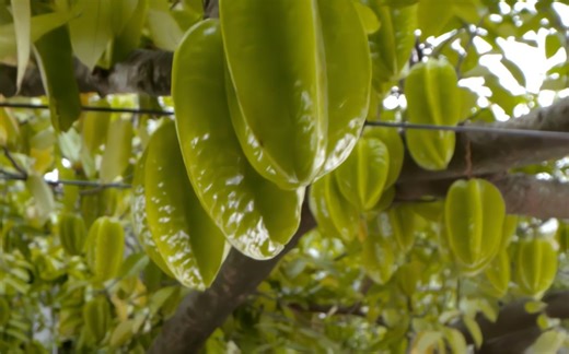 杨桃原产南亚和东南亚，娇嫩的花瓣，孕育着耀眼的果实丨水果传2