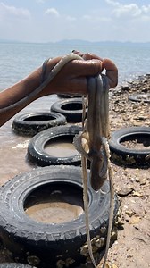 Octopus Hunting Adventure | Finding and Catching Big Octopuses #OctopusFishing, #OctopusHunting, #GiantOctopus, #DeepSeaFishing, #OctopusCatch, #Spearfishing, #SeafoodAdventure, #WildFishing, #PrimitiveFishing, #CatchAndCook | Ahlik Fishing