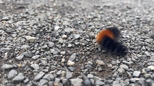 Woollybear Caterpillar Crawling On Pebbles On The Ground. Isabella Tiger Moth Caterpillar. closeup
