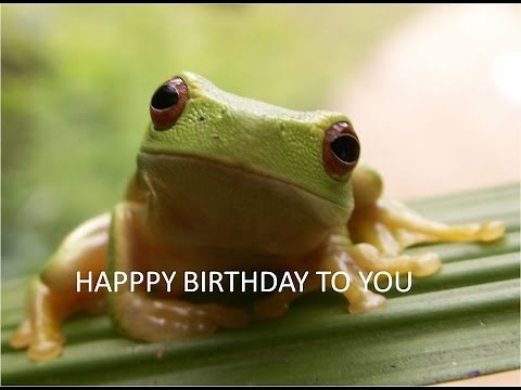 FUNNY FROG singing happy birthday