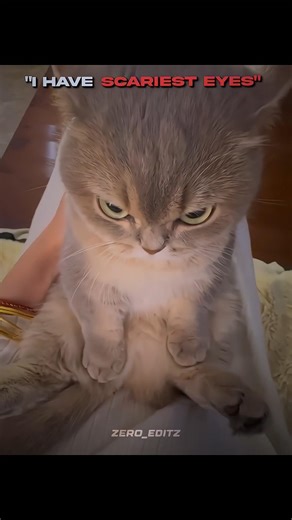 Other animals eyes vs black Panther ☠️