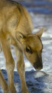 It's good to know that we're just as awkward as a caribou calf with the zoomies 💛 | National Geographic Animals