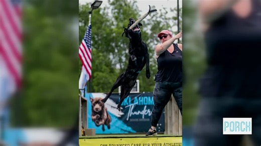 Purcell dock diving event brings in cross-country canine competitors