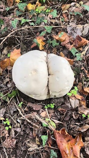Amazing Puffball Mushroom in the British Countryside