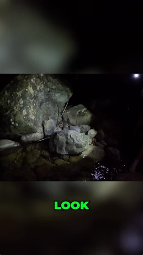 @naterolonn on Instagram: "Check out this coqui eye balling the Spider! There are 17 species of coqui in Puerto Rico, especially here in El Yunque. Nature is so fascinating! #Coqui #ElYunque #PuertoRico #Wildlife #Nature"