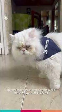 Adaptación de tu gato