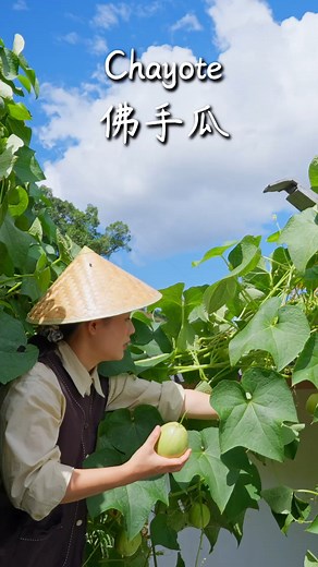 One chayote vine just keeps giving—crisp, tender, and naturally sweet! So many ways to cook it, and every one’s delicious! Want to see how? Don’t miss this week’s video! 一棵洋丝瓜结不停，脆爽嫩滑、清甜入味！ 一瓜多做，样样都香～想知道怎么做？记得看本周视频~ #reelschallenge #food #cooking #dianxixiaoge#滇西小哥 #foodie | 滇西小哥 Dianxi Xiaoge