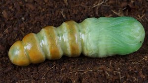 24K views · 292 reactions | To grow into an adult they go through 4 stages: egg, larva, pupa and adult. Each stage has a different goal - for instance, caterpillars need to eat a lot, and adults need to reproduce. Depending on the type of butterfly, the life cycle of a butterfly may take anywhere from one month to a whole year. | Wild Animal World | Facebook