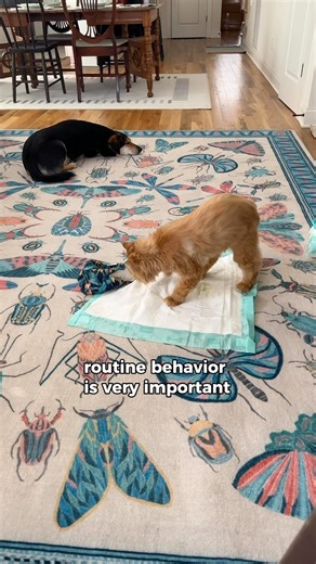 Cappy's very observant paw routine as a disabled cat. Noticing small behavior changes are very important! Hadley was just melted on the floor, not bopping around like his usual. His little paw pad is inflamed. Fortunately it's just one lol. The next few weeks will be filled with little paw soaks and special shampoos. Hadley is a star and deserves all the attention lol ⭐️ | Katie Beth Miedaner