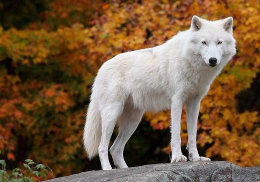 Wolf Symbolism & Meaning ( Totem, Spirit & Omens)