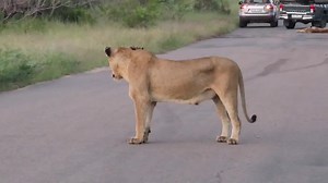 34K views · 2K reactions | Watch as tiny lion cubs playing games in the African Bush Kingdom #reels #reelsfb #reelsviral #viralpage #video #africa #Amazing #life #Wow #wildlife #travel #trending #trend #viral | African Bush Kingdom | Facebook