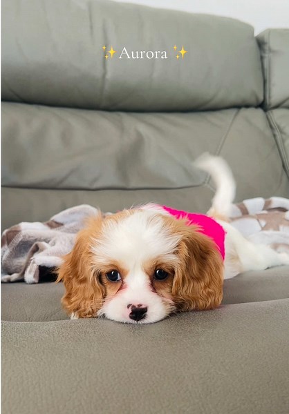 Meet Aurora: The Adorable Cavapoo Puppy